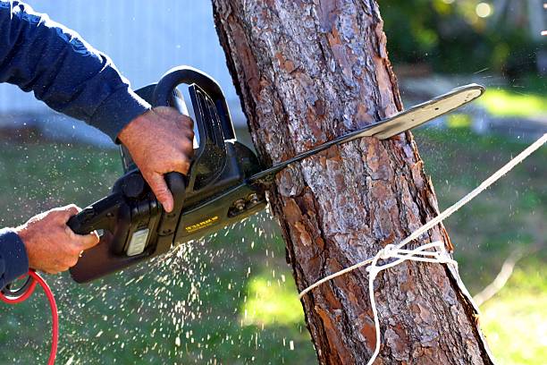 Trusted Hughesville, MD Tree Services Experts