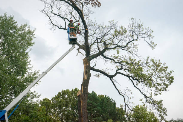 Seasonal Cleanup (Spring/Fall) in Hughesville, MD